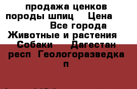 продажа ценков породы шпиц  › Цена ­ 35 000 - Все города Животные и растения » Собаки   . Дагестан респ.,Геологоразведка п.